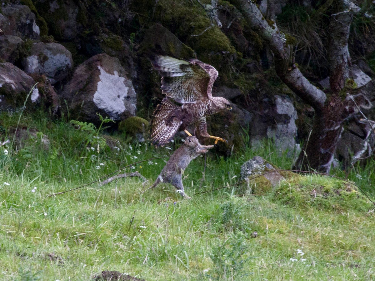 Common Buzzard - ML644521672