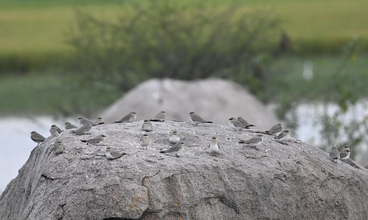 ヒメツバメチドリ - ML644521673