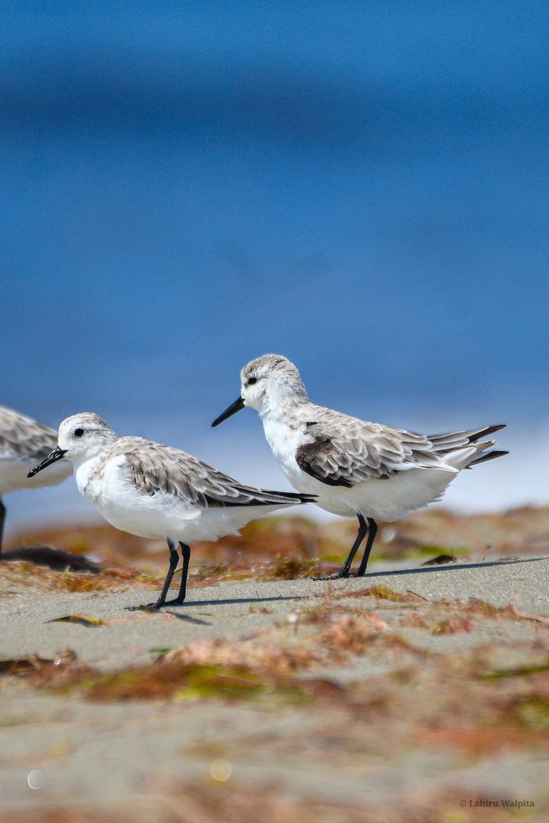 Sanderling - ML644521677