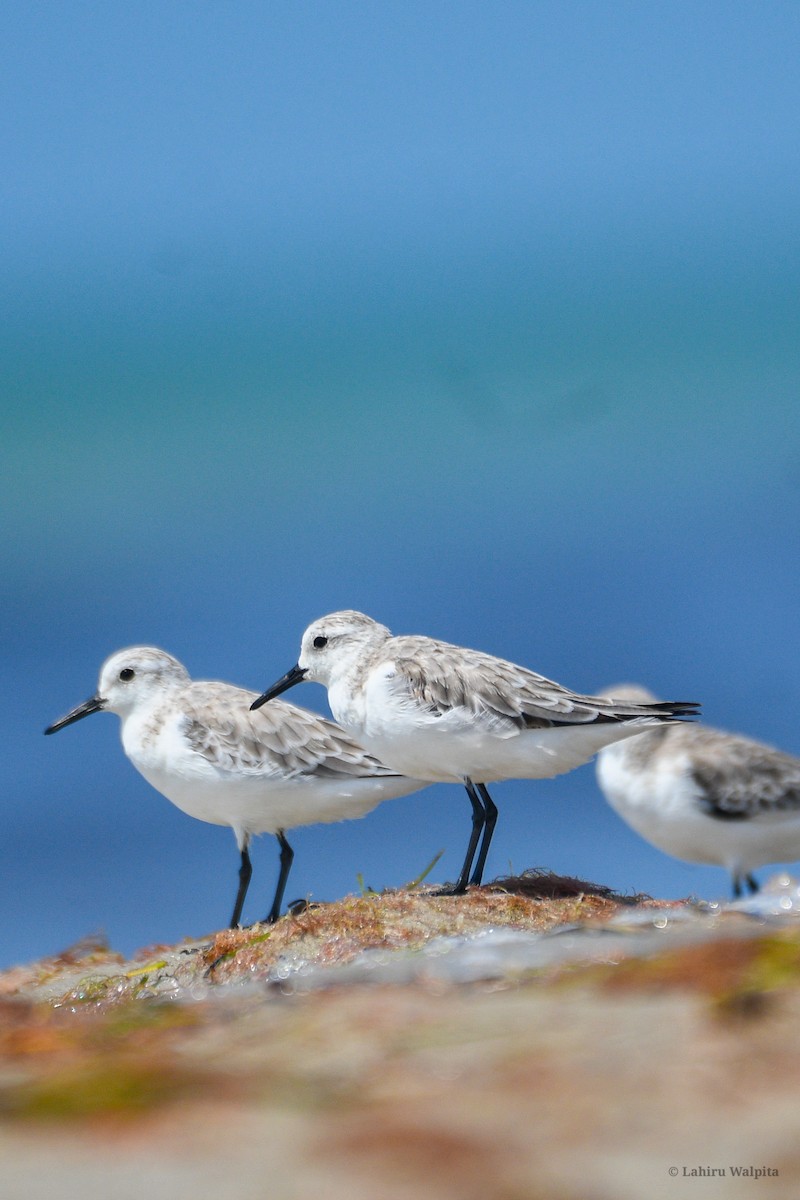 sandløper - ML644521680