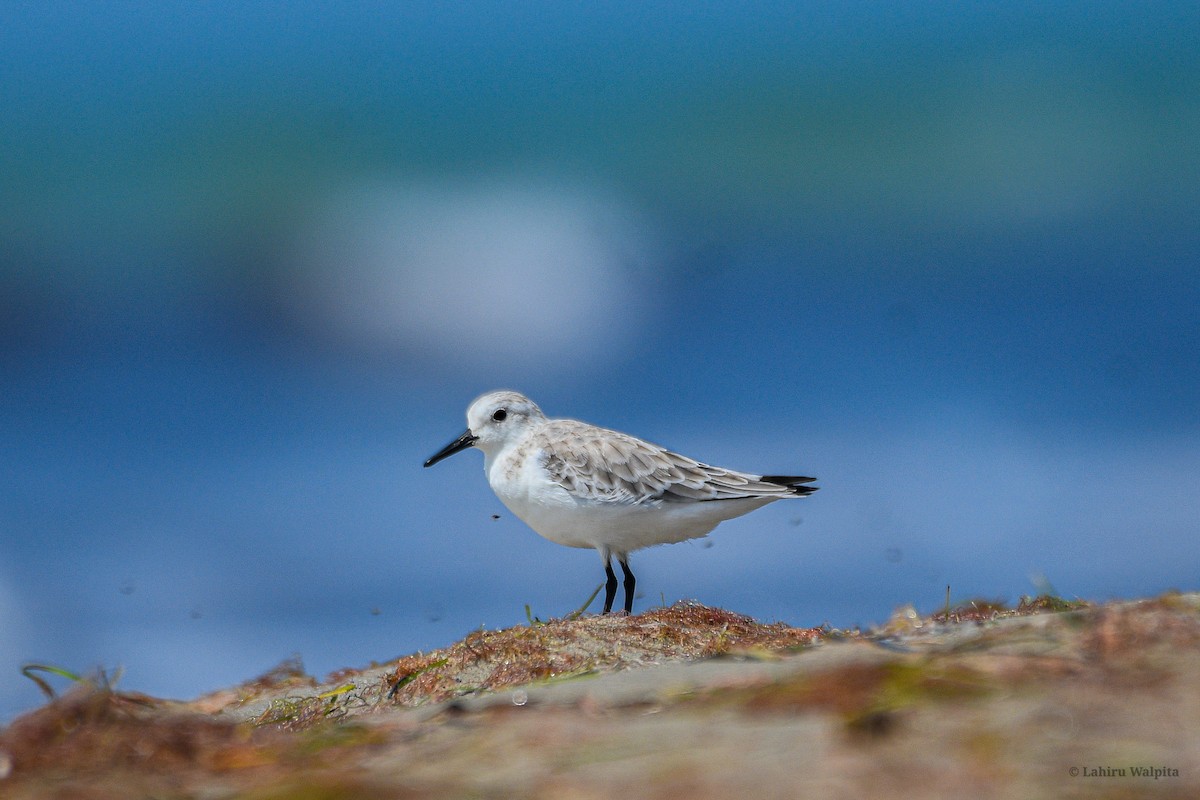 sandløper - ML644521681