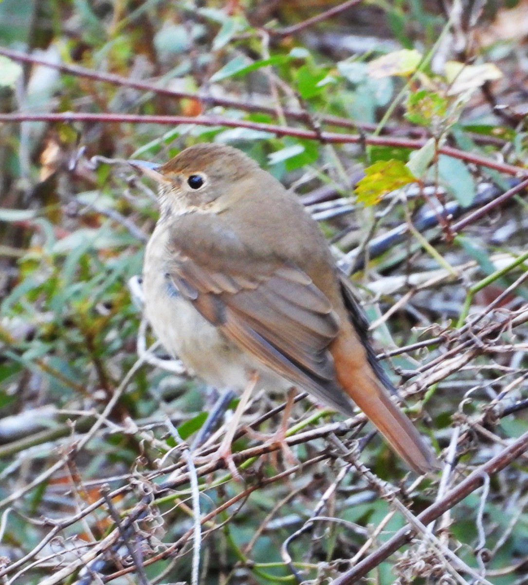 Grive solitaire - ML644521683