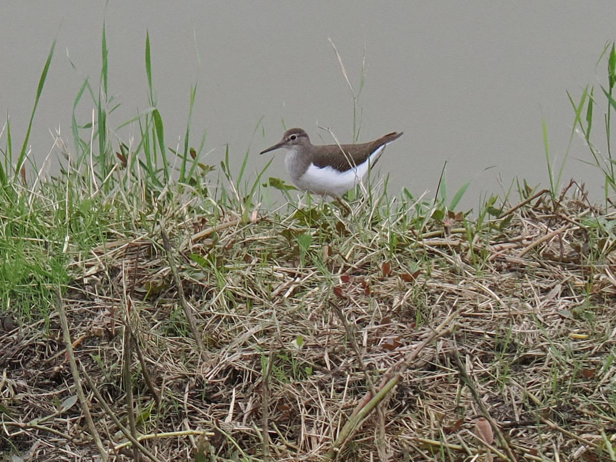 磯鷸 - ML644521687