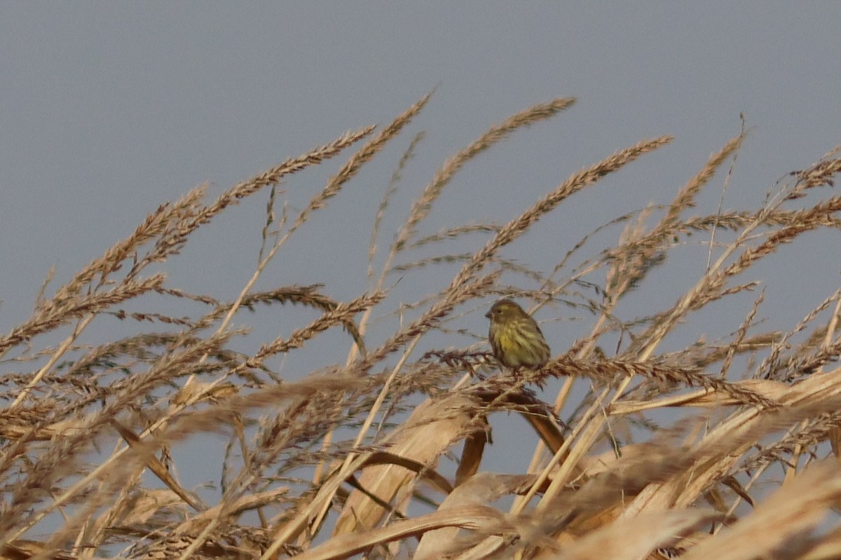 Girlitz - ML644521698