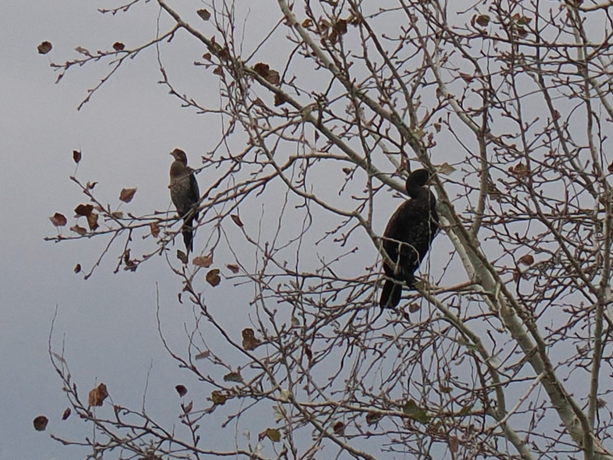 Ubarroi txikia - ML644521699