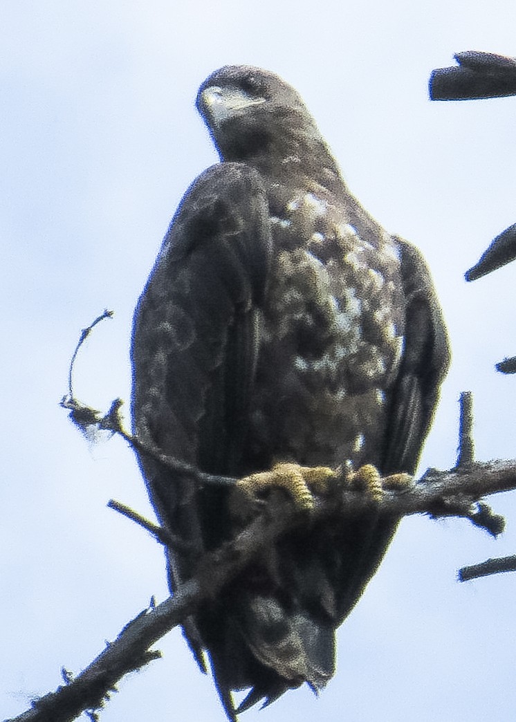 Golden Eagle - ML644521701