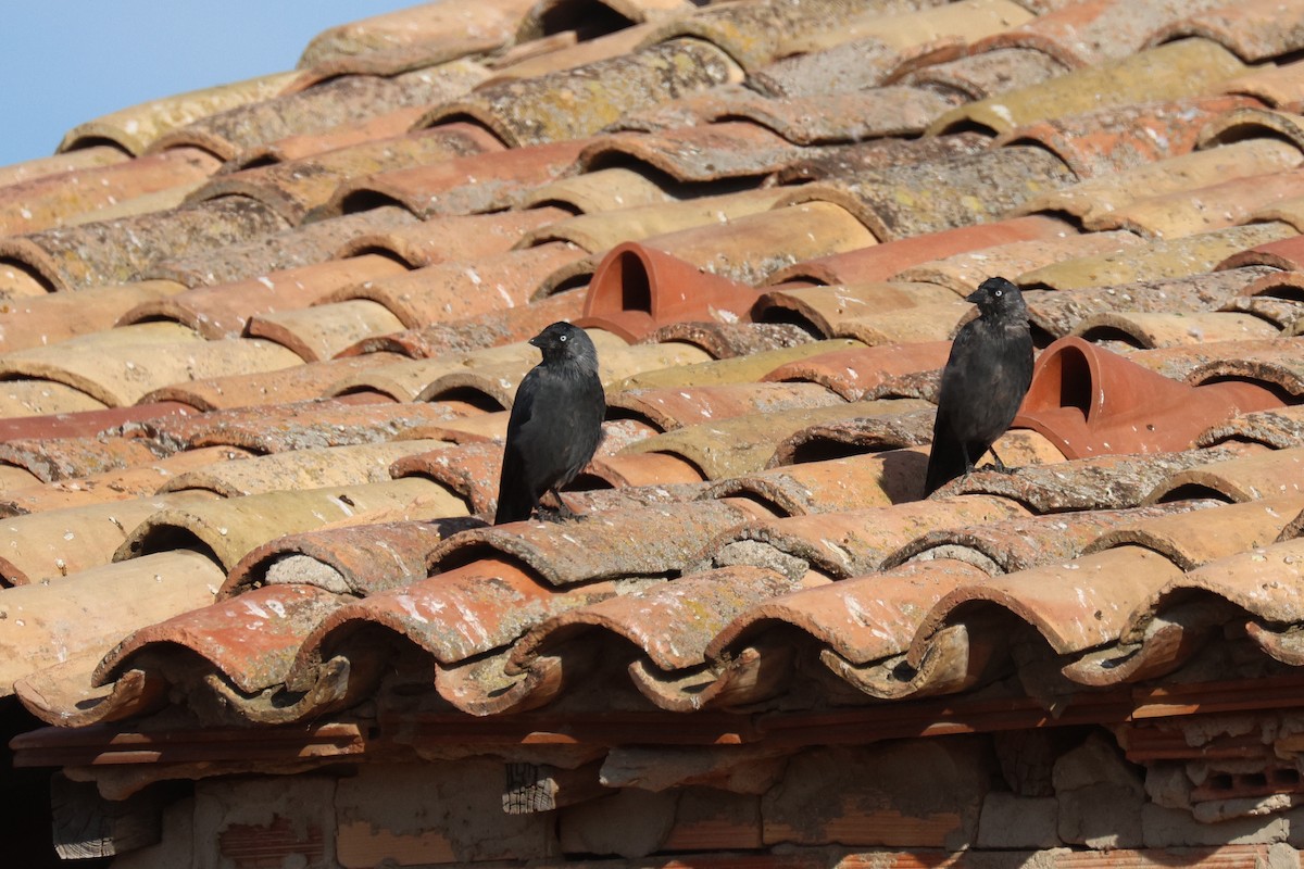 ニシコクマルガラス - ML644521707