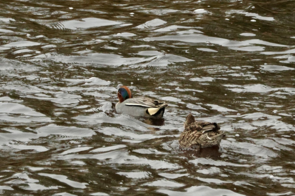 Green-winged Teal (Eurasian) - ML644521708