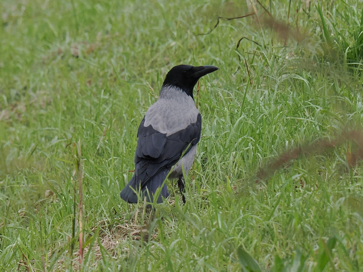 ズキンガラス - ML644521709