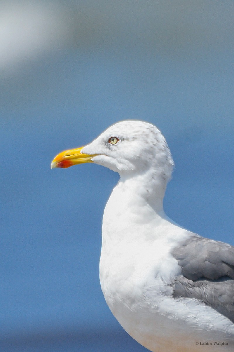Lesser Black-backed Gull (Heuglin's) - ML644521722