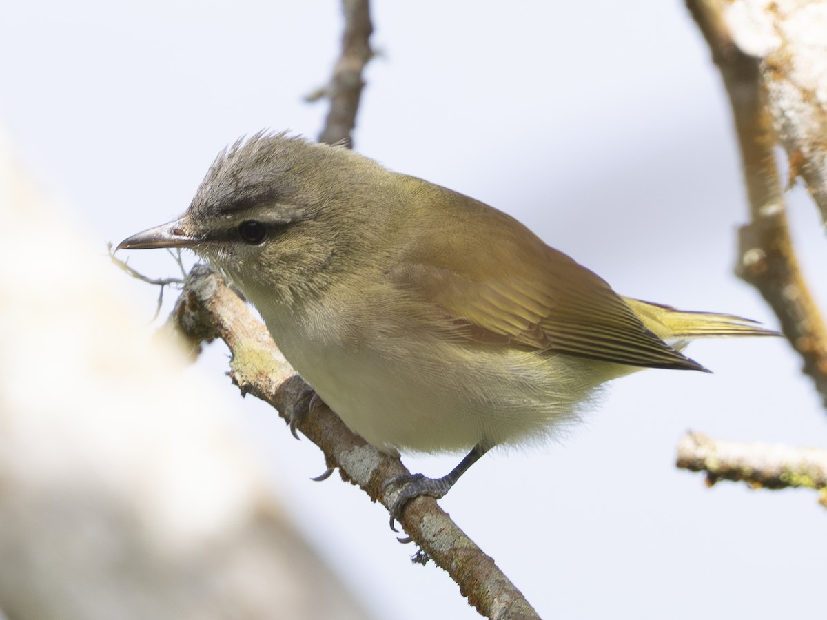 アカメモズモドキ - ML644521734