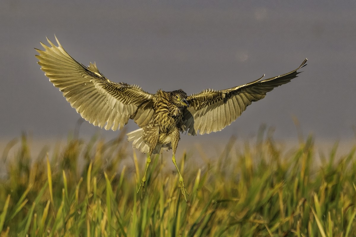 Bihoreau gris - ML644521738