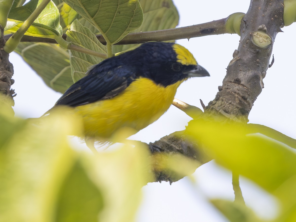 Thick-billed Euphonia - ML644521742