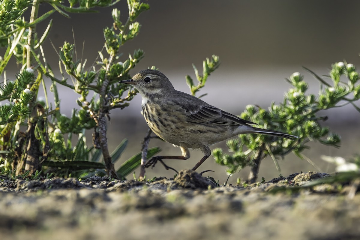Pipit d'Amérique - ML644521743