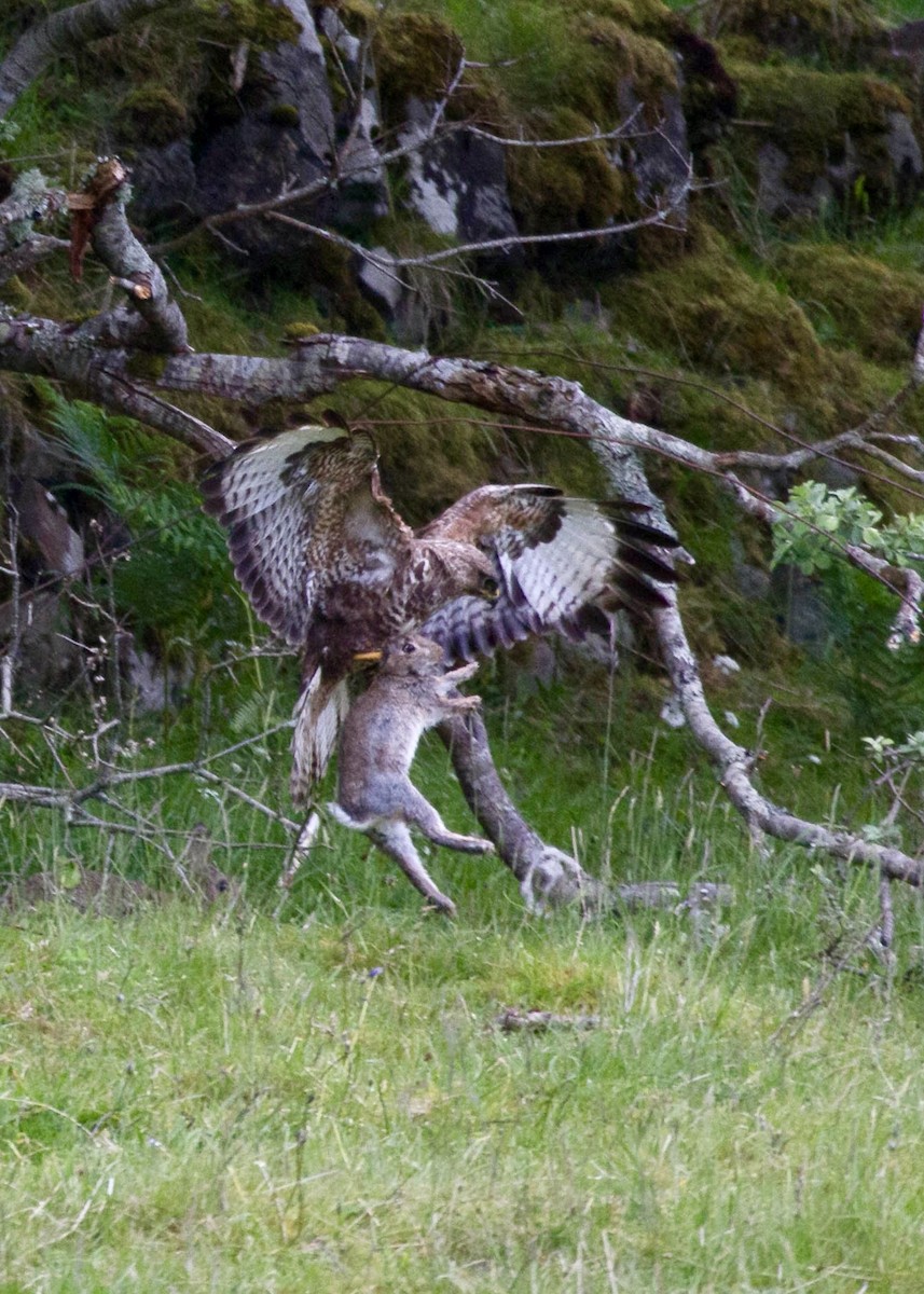 Common Buzzard - ML644521744