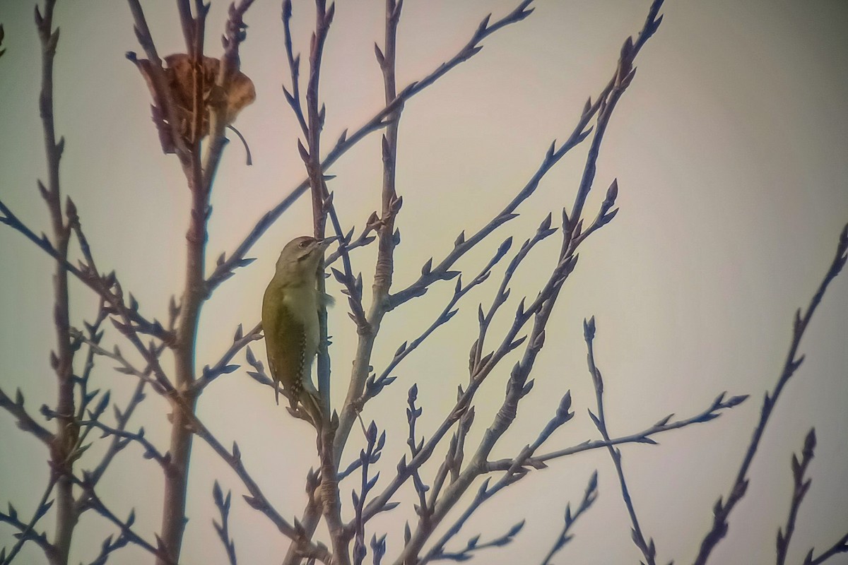 Pic cendré - ML644521745