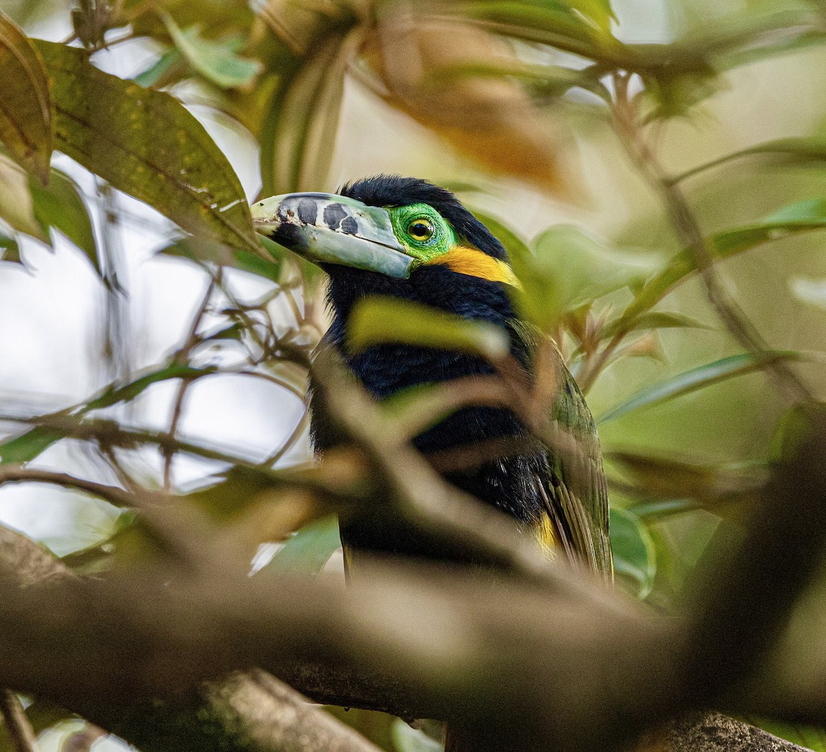 Spot-billed Toucanet - ML644521749