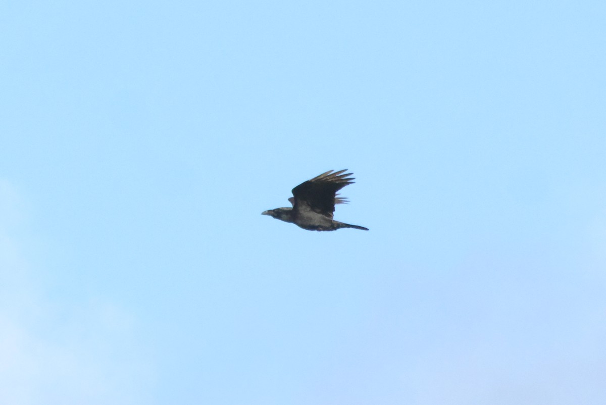 Common Raven - ML644521758