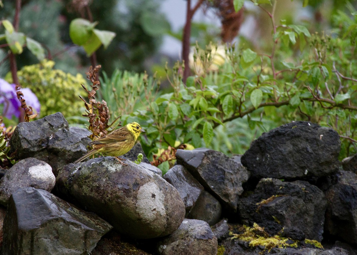 Yellowhammer - ML644521768