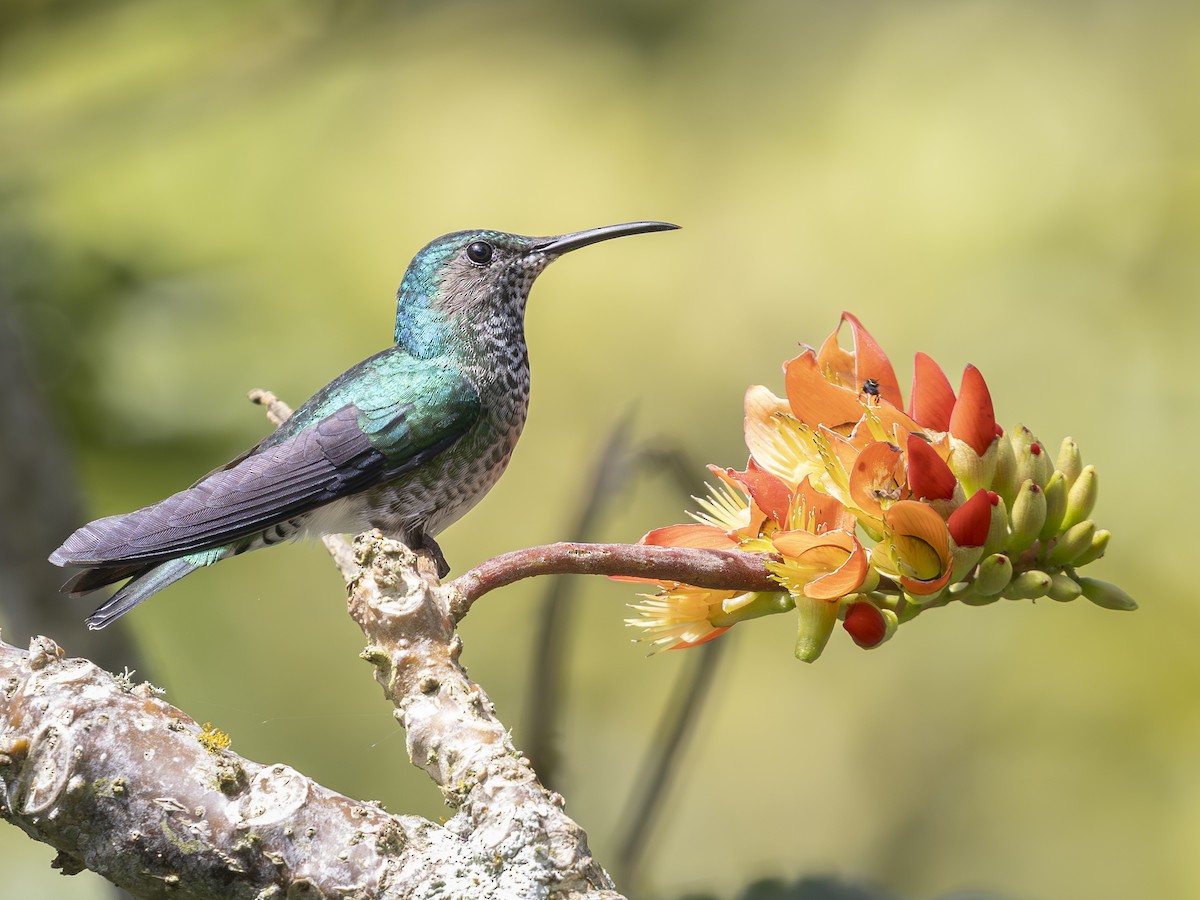 Weißnackenkolibri - ML644521772