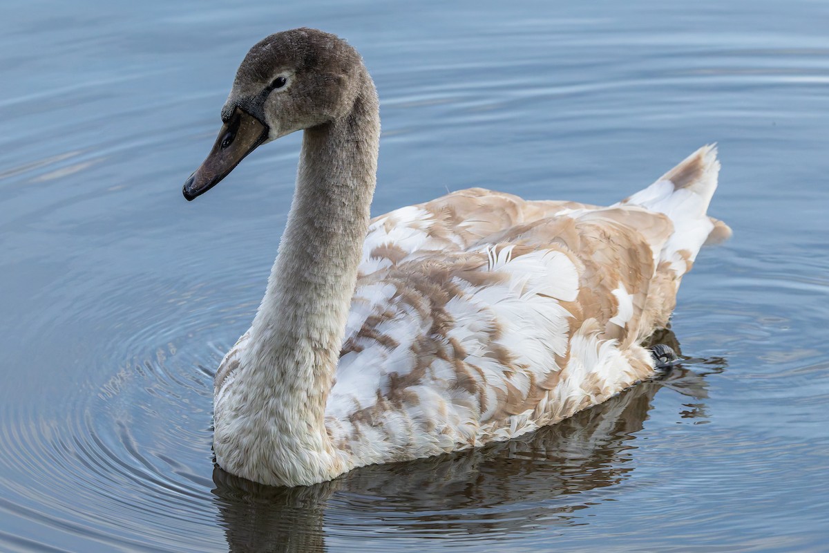 knoppsvane - ML644521773