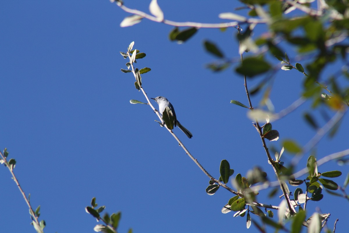 nordmyggsmett - ML644521775