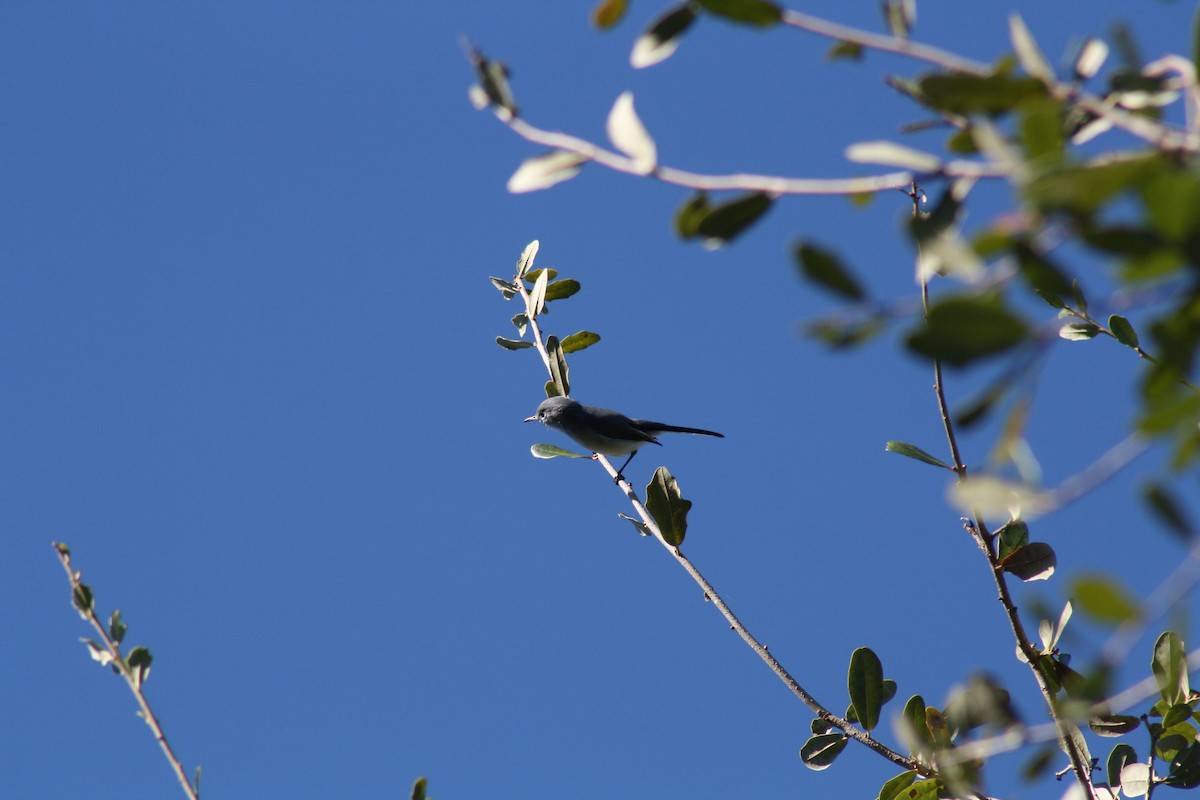 nordmyggsmett - ML644521776