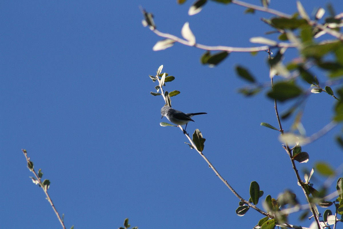 nordmyggsmett - ML644521777