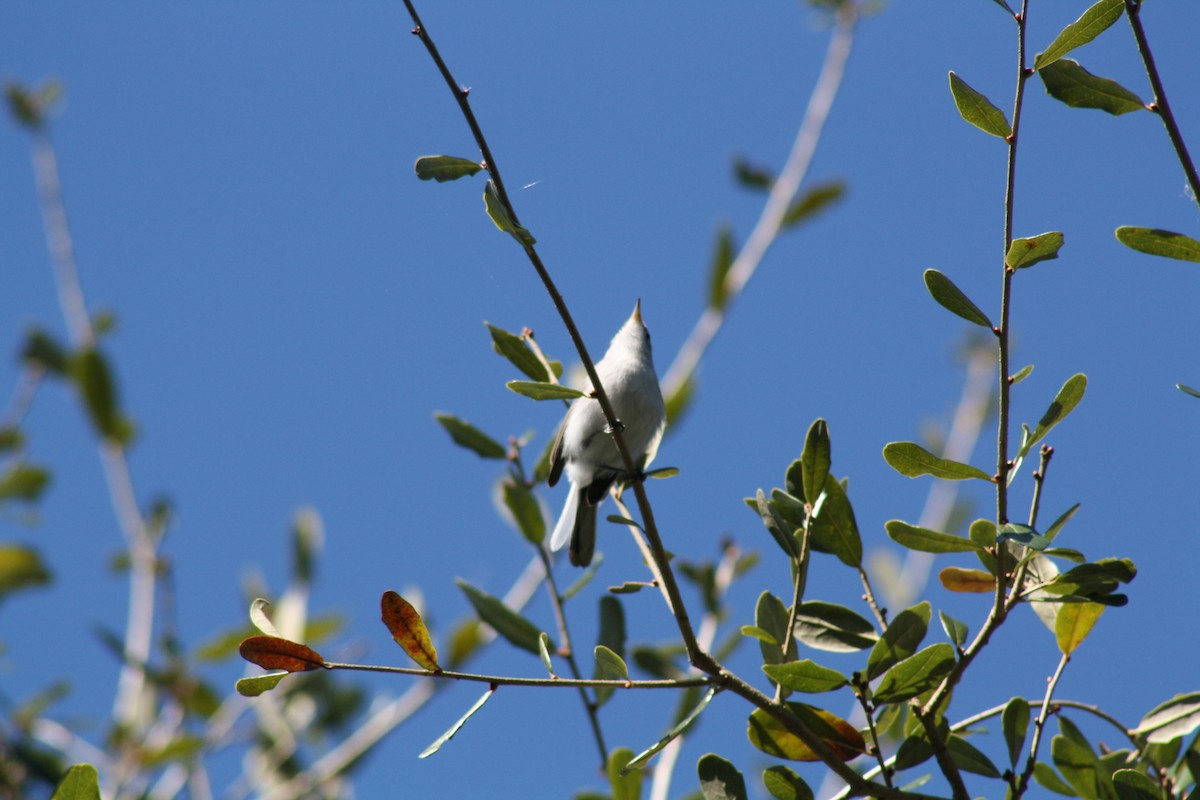 nordmyggsmett - ML644521779