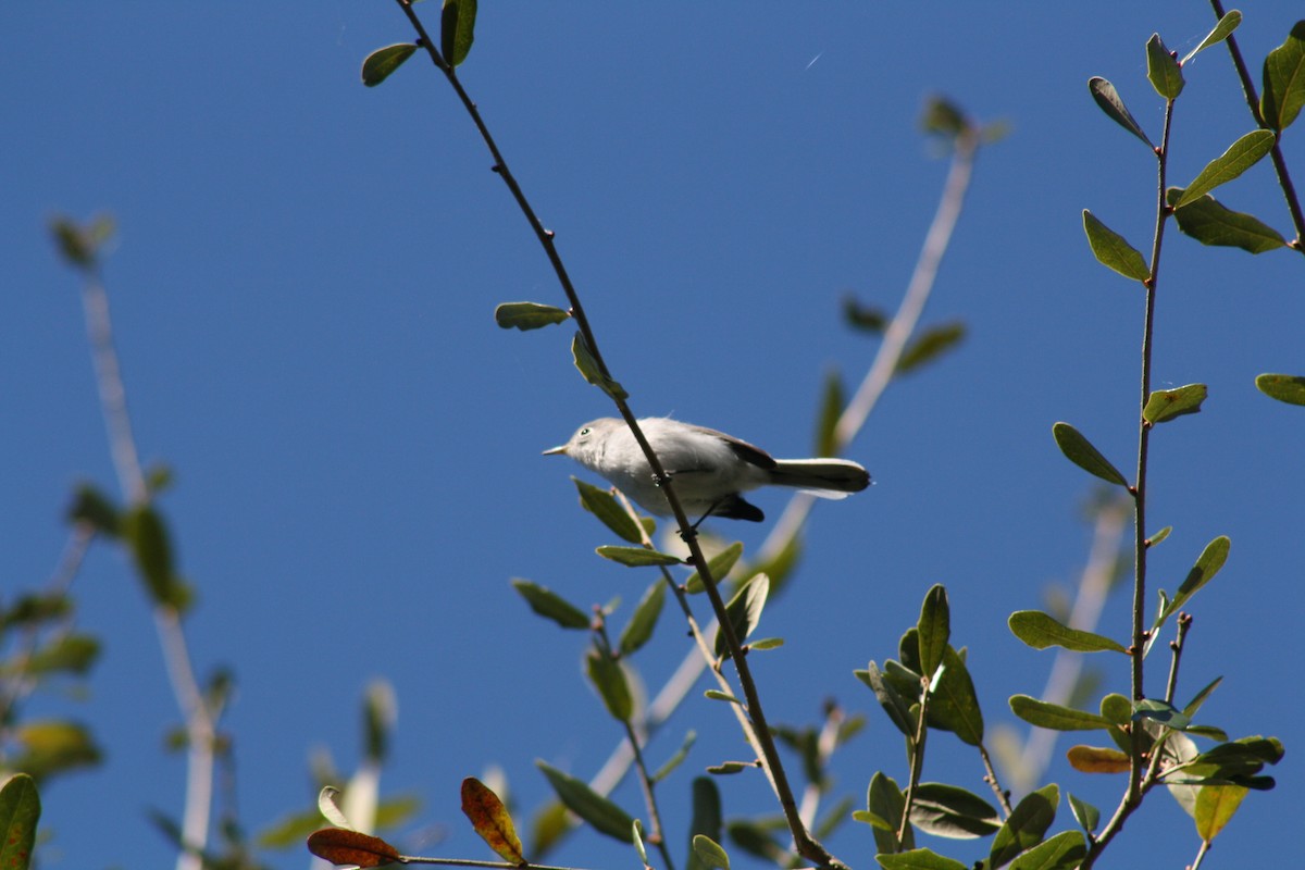 nordmyggsmett - ML644521780