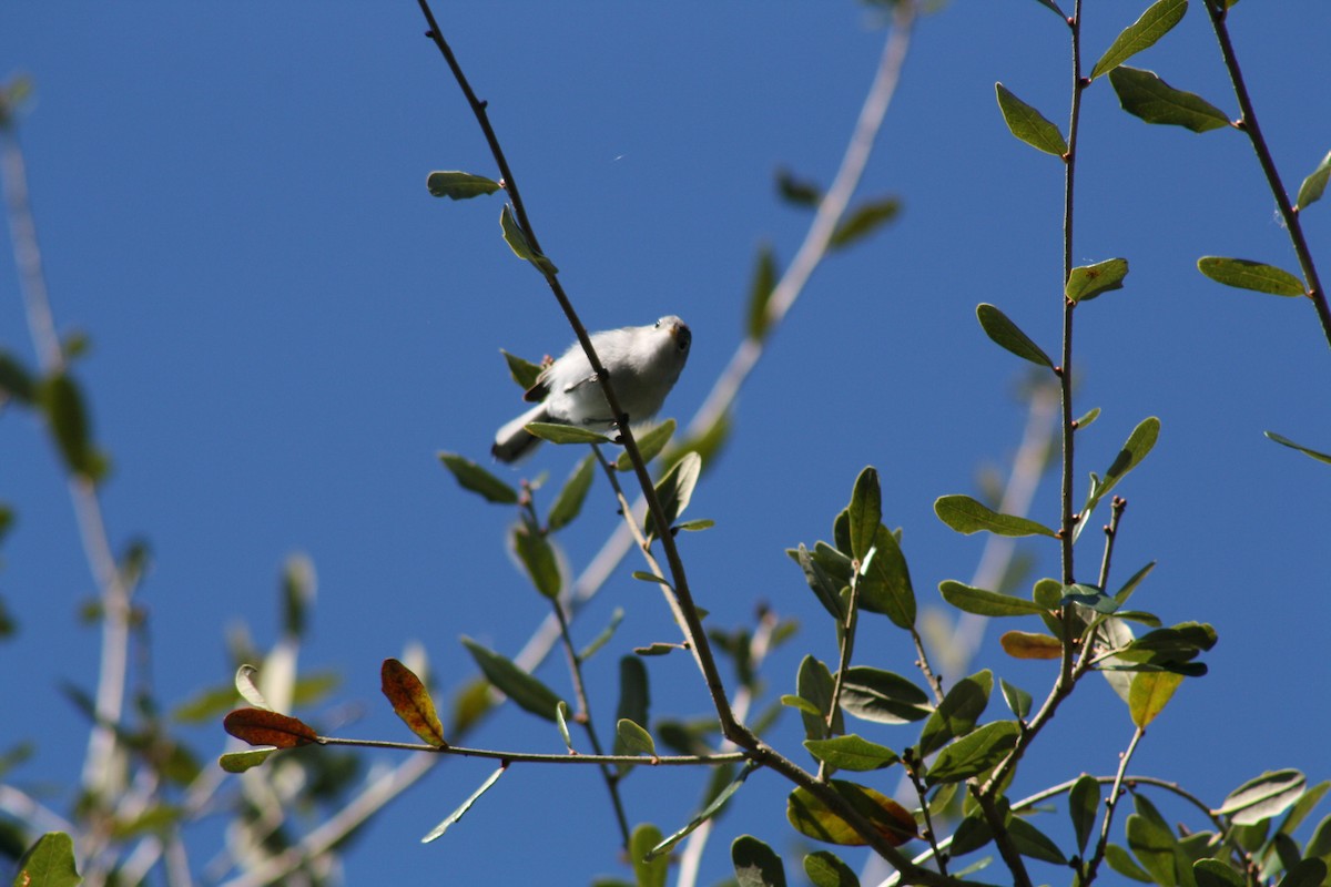 nordmyggsmett - ML644521781