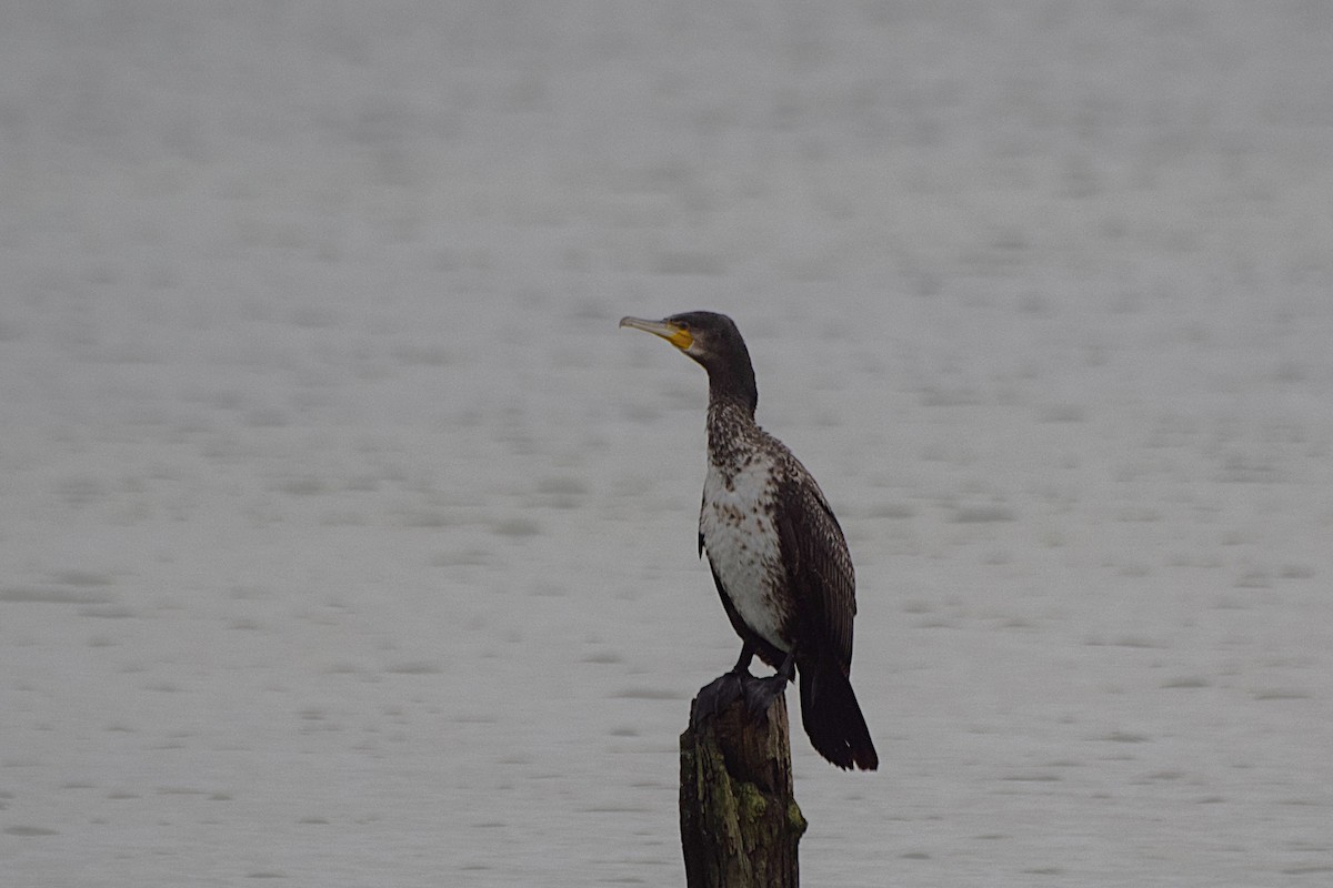 鸕鷀 - ML644521782