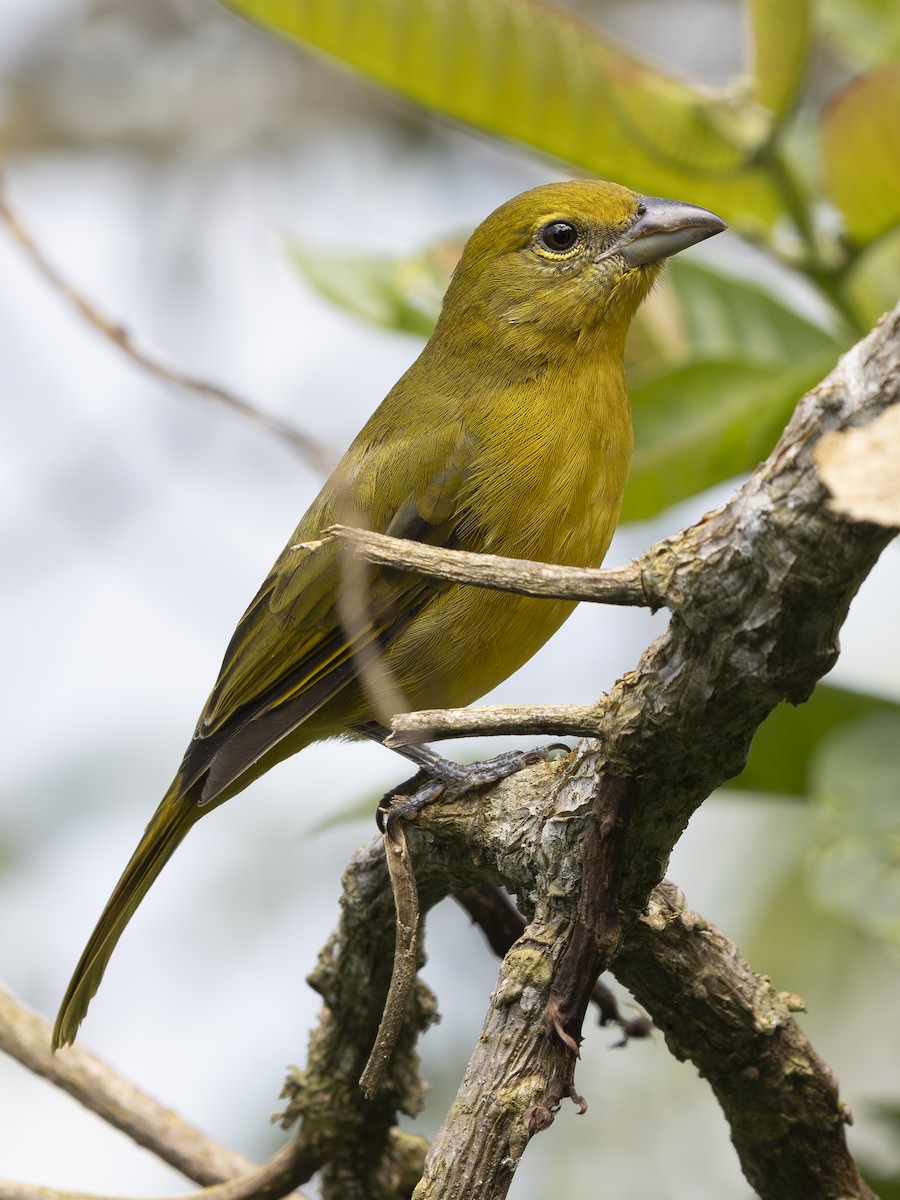 Hepatic Tanager - ML644521786