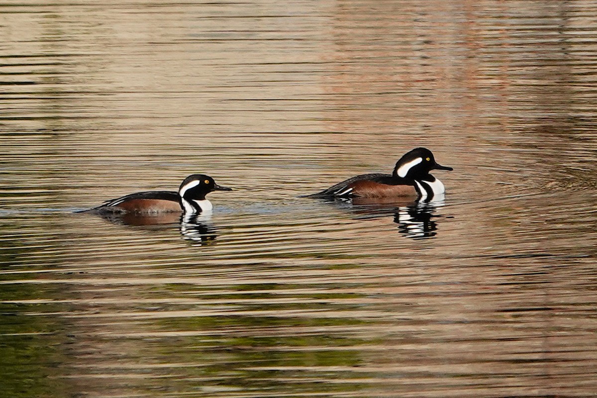 hjelmfiskand - ML644521787