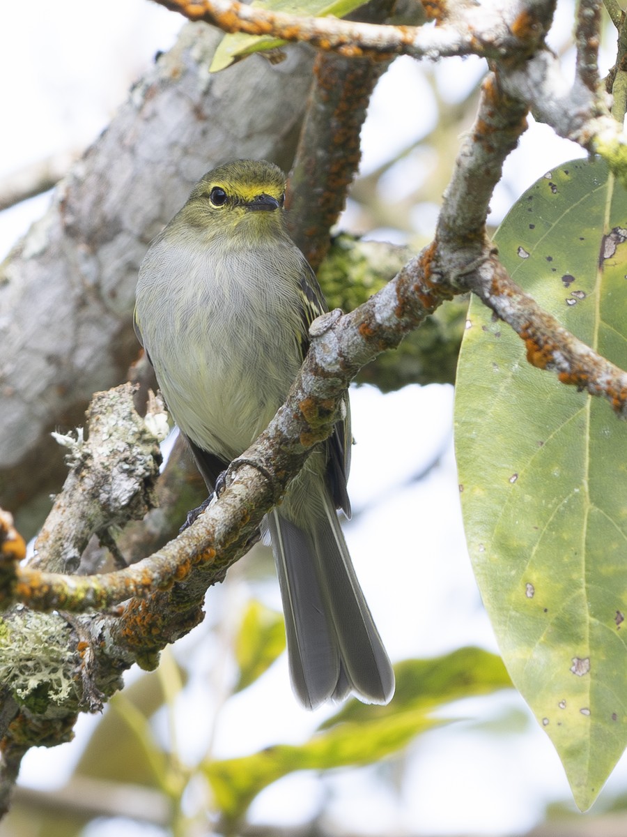 gulbryntyrannulett - ML644521789