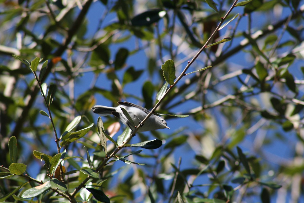 nordmyggsmett - ML644521790