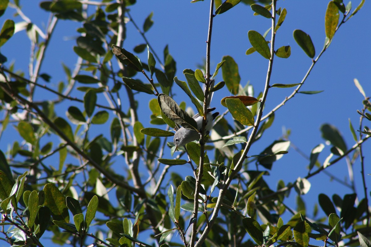 nordmyggsmett - ML644521791