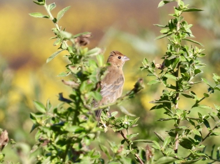 blåtykknebb - ML644521796