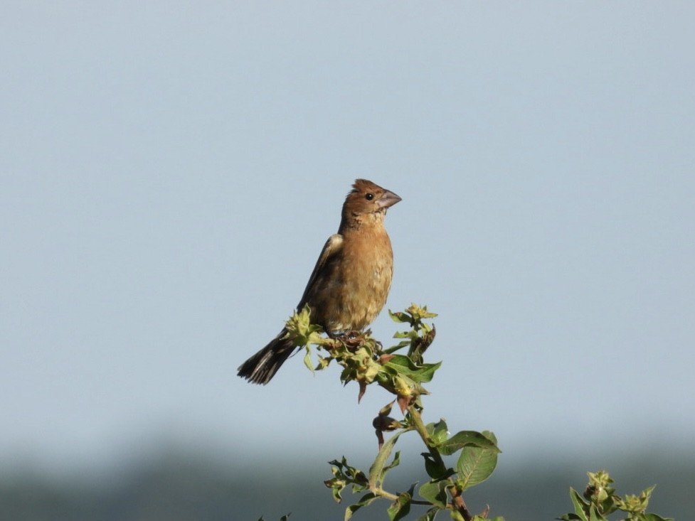 blåtykknebb - ML644521797