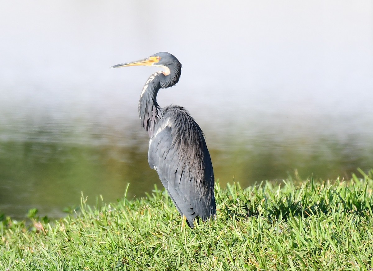 prakthegre - ML644521799