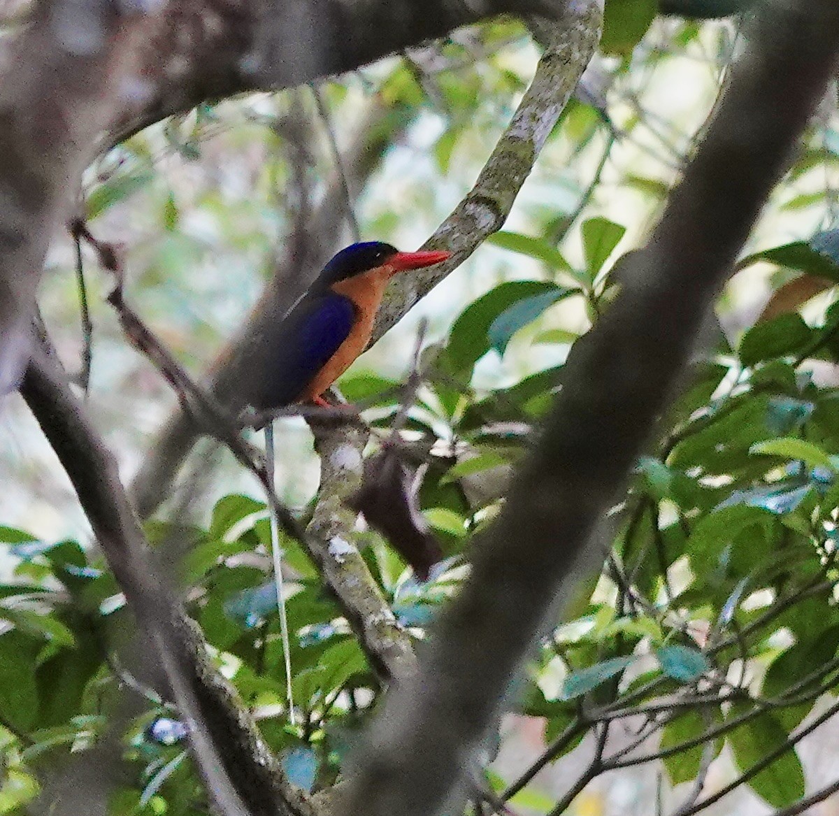 trådstjertisfugl - ML644521800