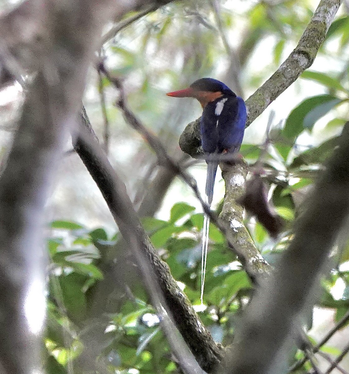 trådstjertisfugl - ML644521801