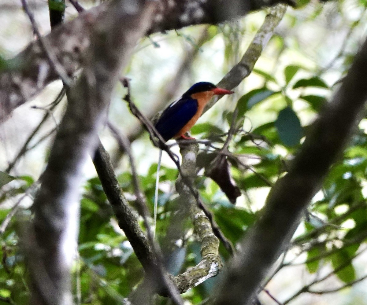 trådstjertisfugl - ML644521802