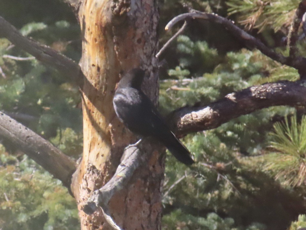 amerikakråke - ML644521803