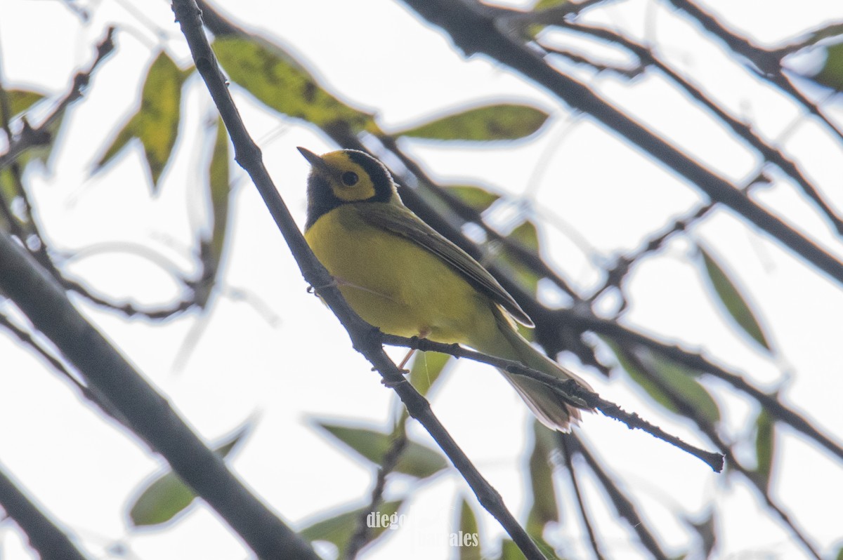 クロズキンアメリカムシクイ - ML644521804