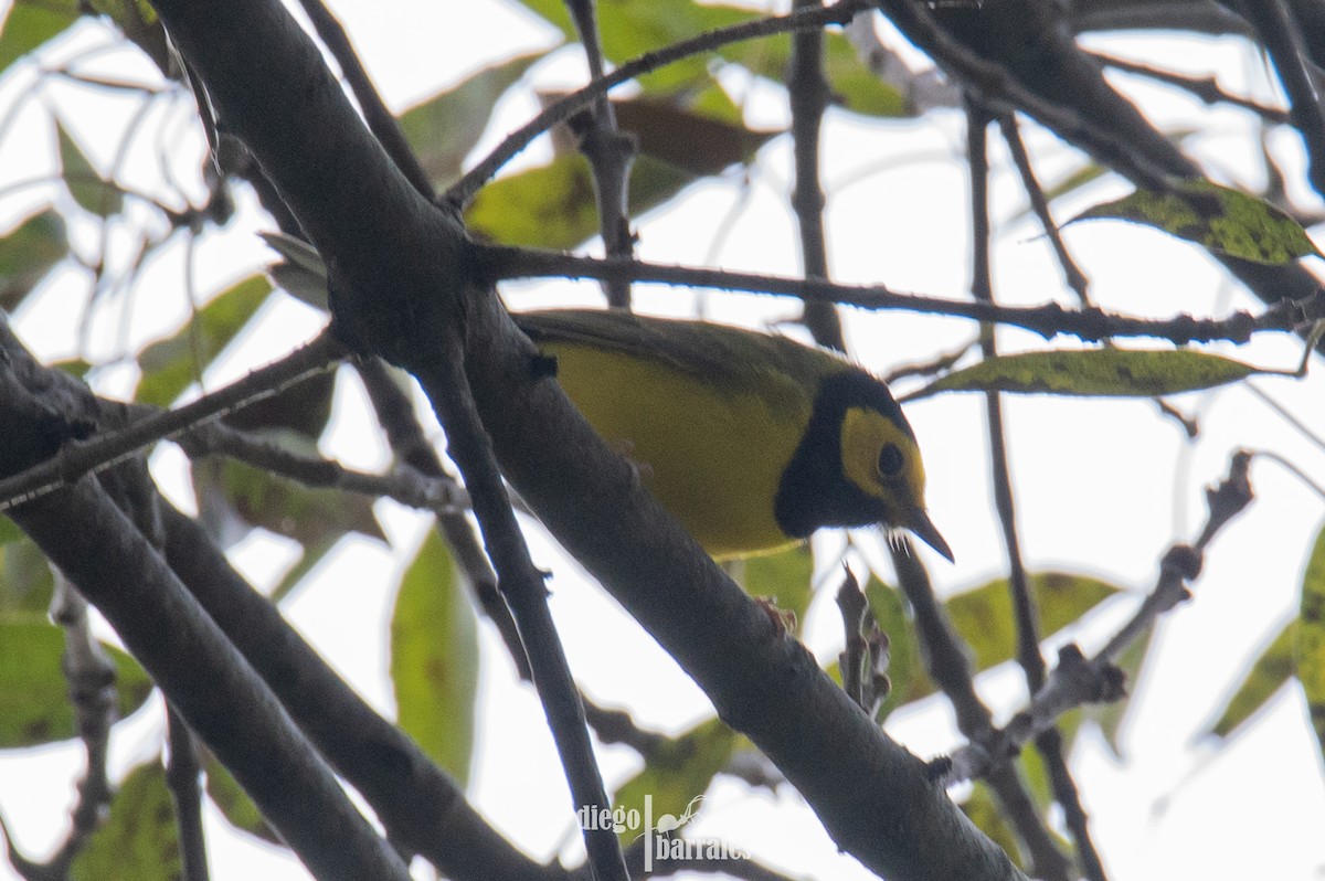 クロズキンアメリカムシクイ - ML644521805