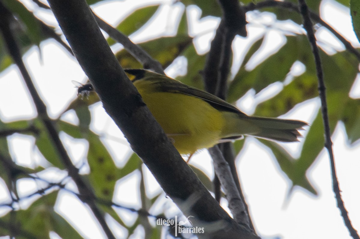 クロズキンアメリカムシクイ - ML644521806