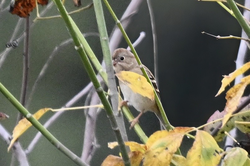 markspurv - ML644521807