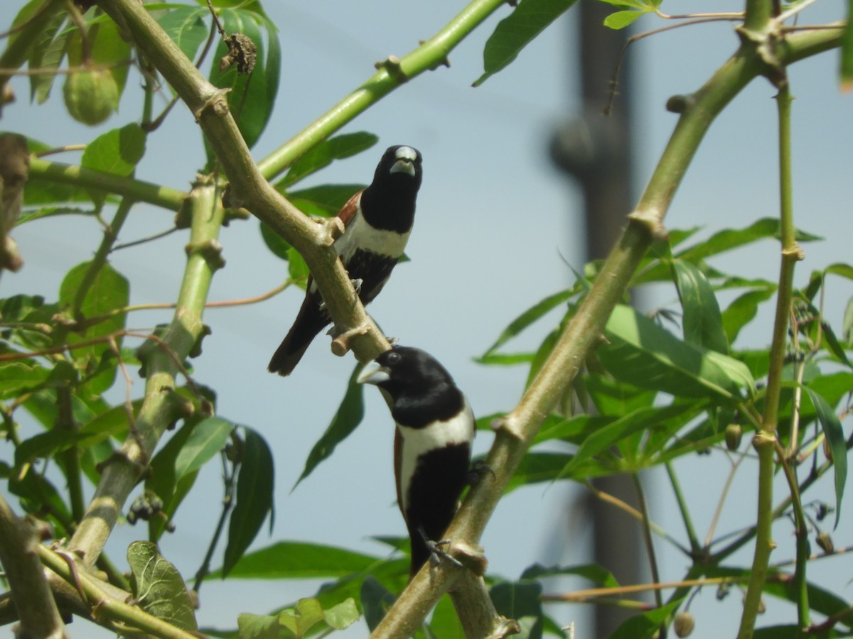 svarthodenonne - ML644521808