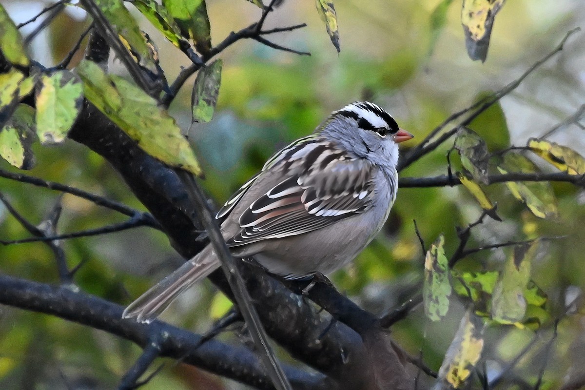 hvitkronespurv - ML644521810